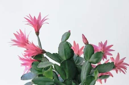 veľkonočný kaktus - kvet