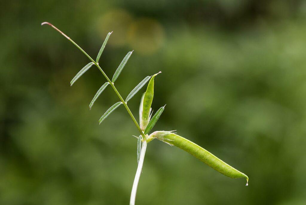 Vika úzkolistá - Vicia angustifolia
