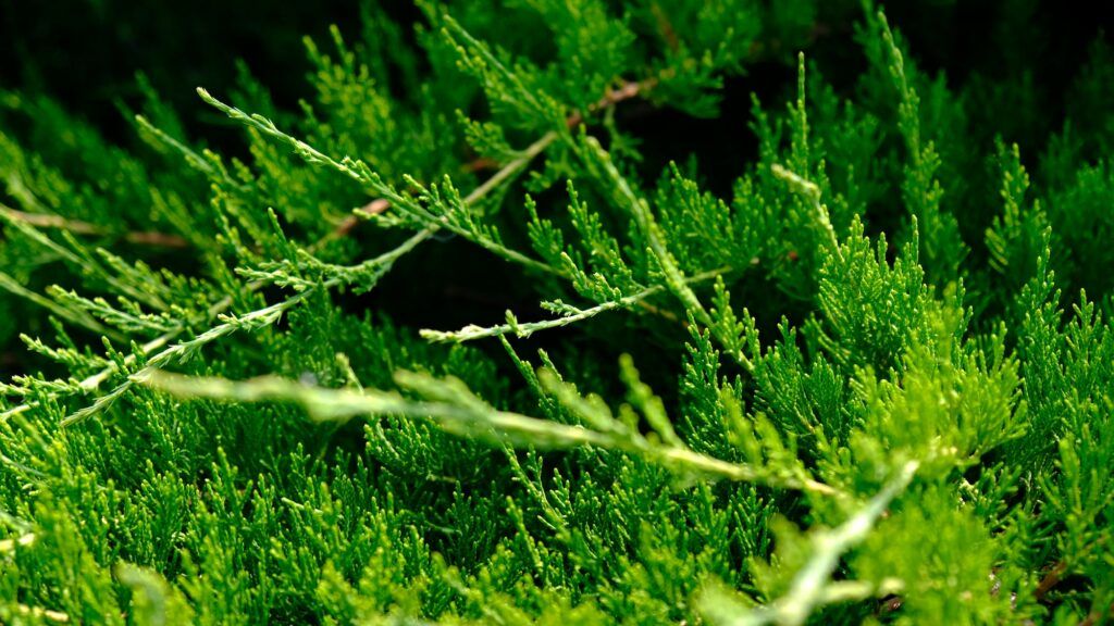 Borievka netatová - Juniperus sabina