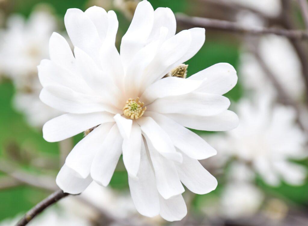 Magnólia hviezdokvetá - Magnolia Stellata
