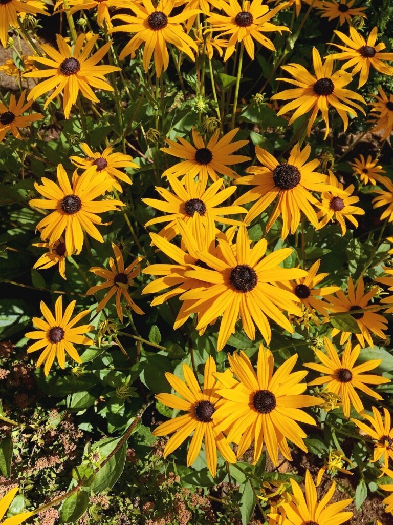 blooming rudbeckia natural summer background with blossoming yellow flowers