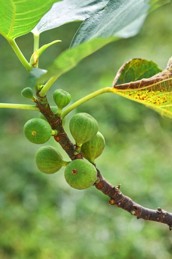 Figovník obyčajný - Ficus carica