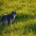 cat on the grass 1