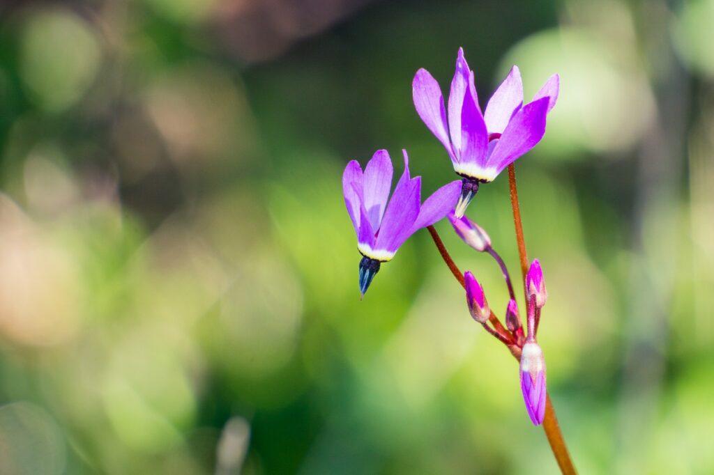 Boží kvet alpínsky - Dodecatheon alpinum