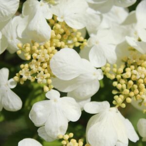Kalina japonská - Viburnum plicatum