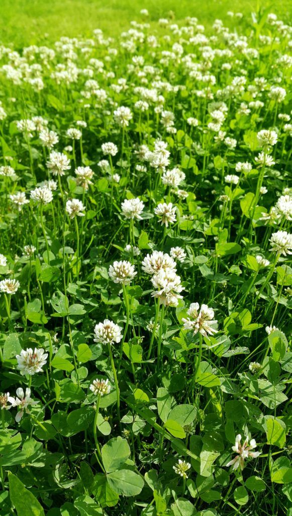 Ďatelina plazivá - Trifolium repens