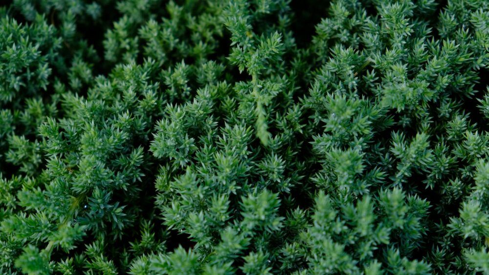 Borievka rozprestetá - Juniperus horizontalis