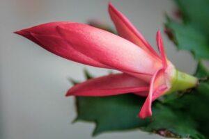 Vianočný kaktus - kvet