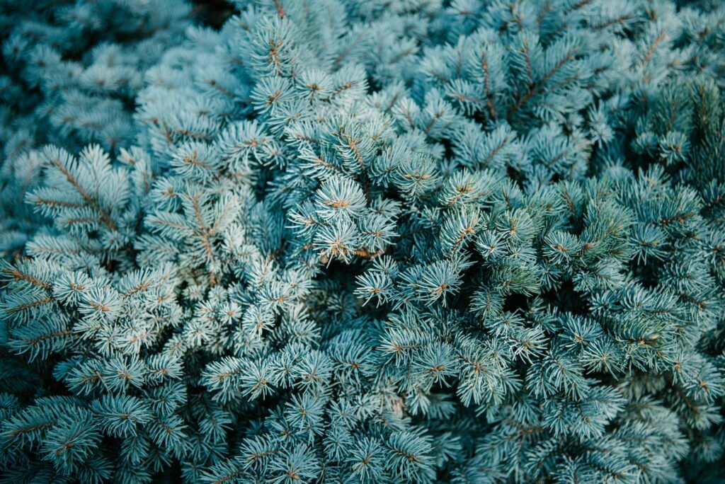 Smrek pichľavý - Picea pungens