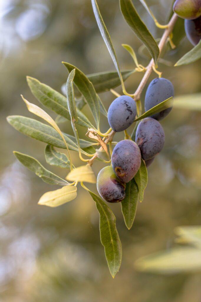 Olivovník - Olea europaea