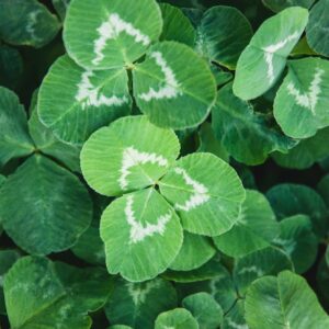 Ďatelina - Trifolium