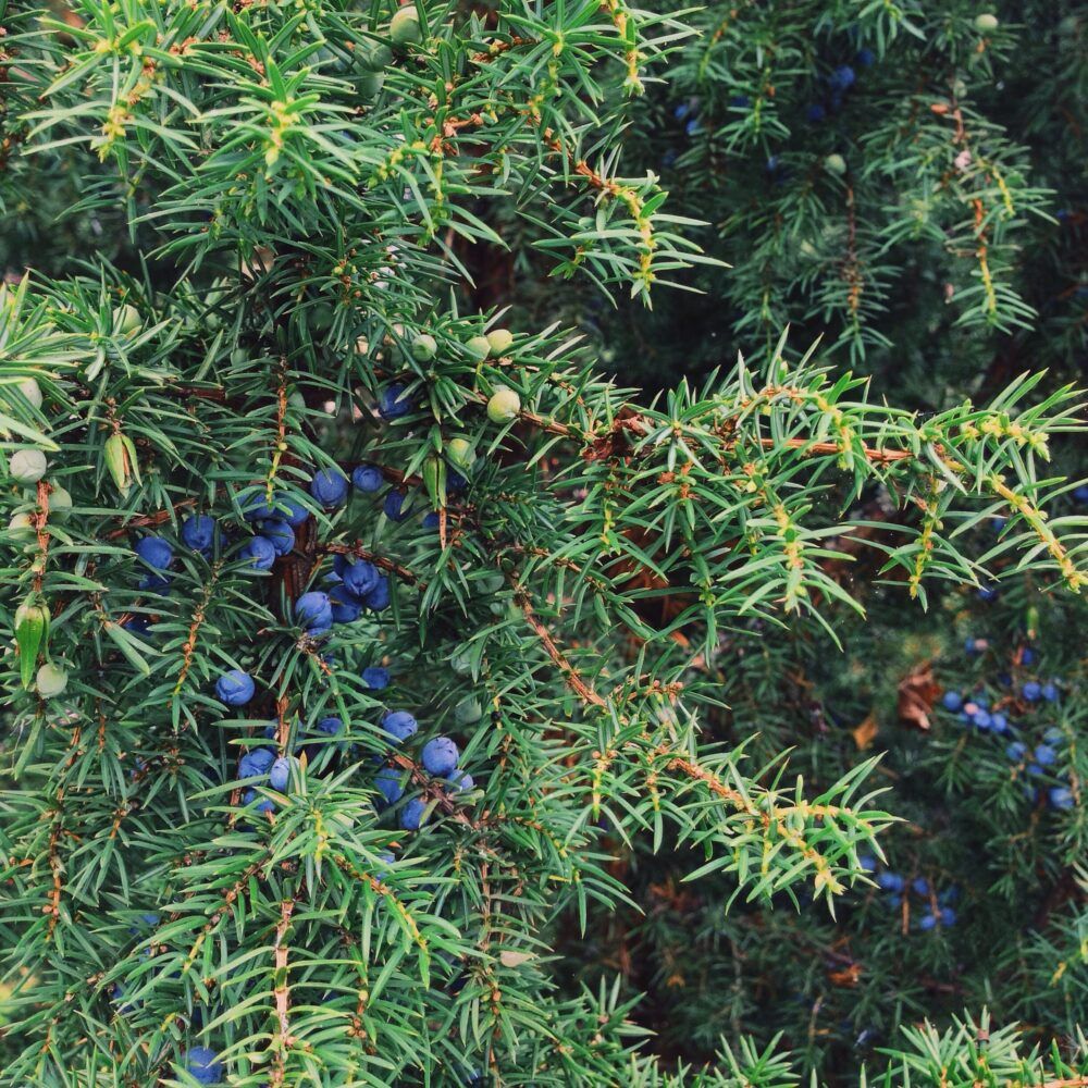 Borievka - Juniperus
