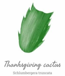 Vianočný kaktus - listov
