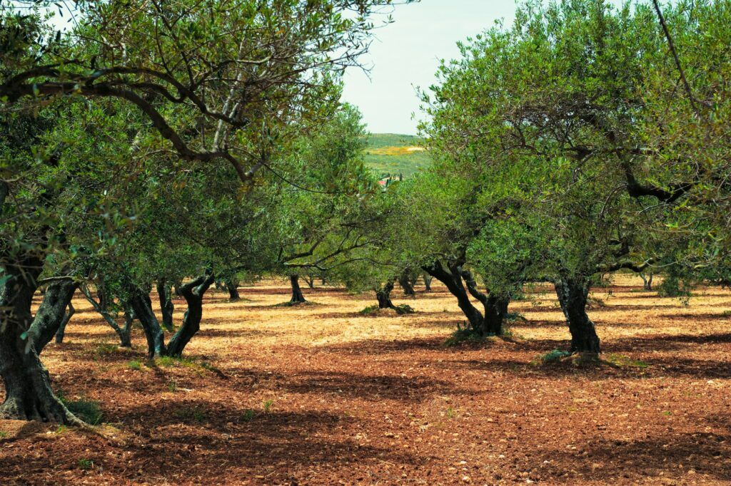 Olivovník pestovanie - sad