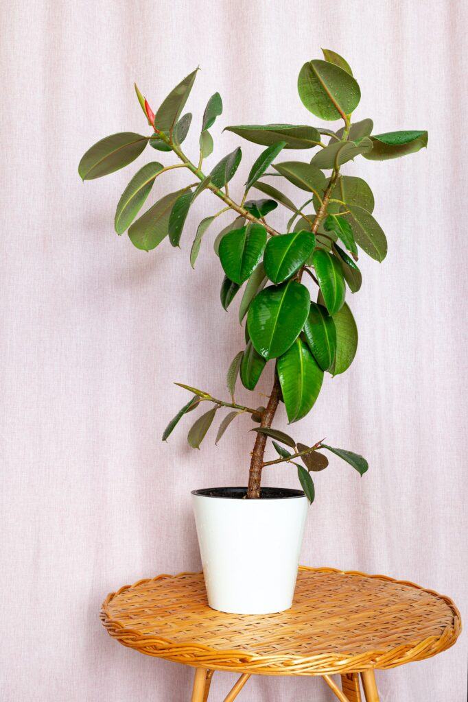 Figovník kaučukový - fikus kaučukový - Ficus elastica