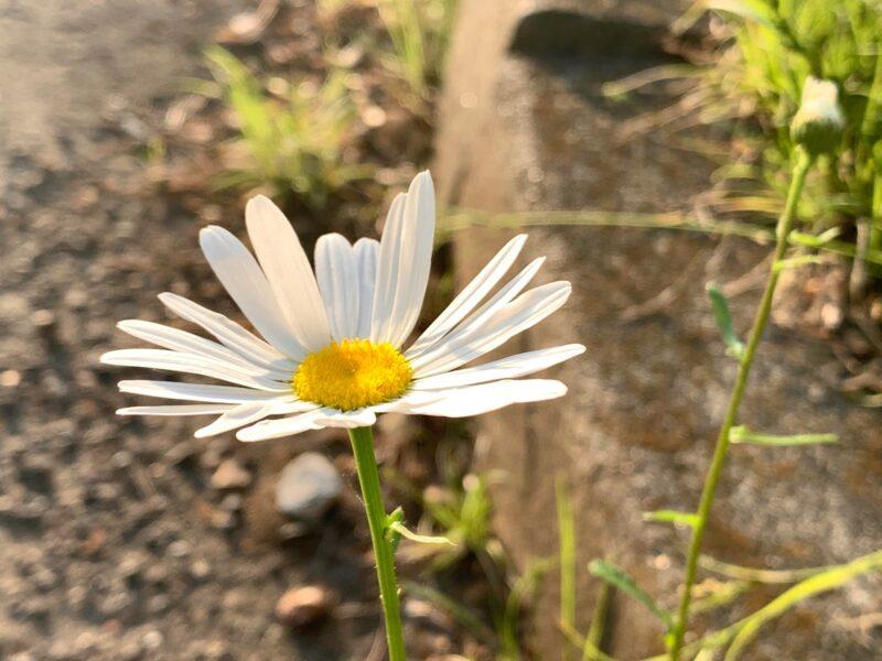 Margaréta biela kvet