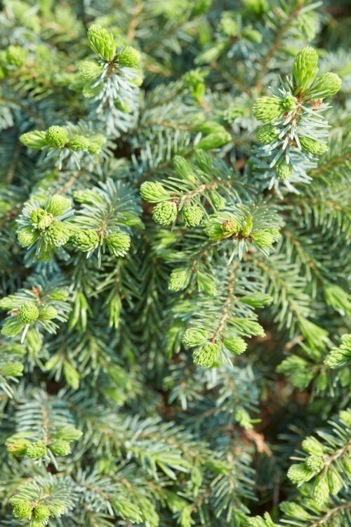 Smrek obyčajný - Picea abies