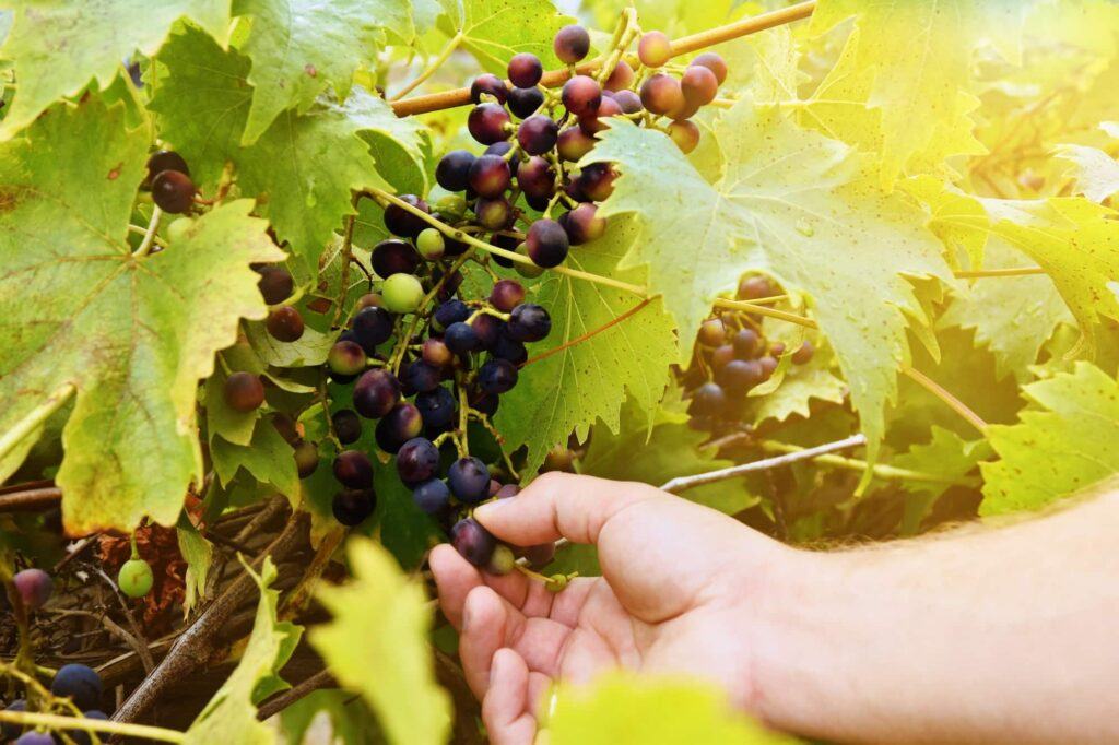 pestovania viniča hroznorodého
