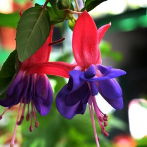 Fuksia - visiacie kvety