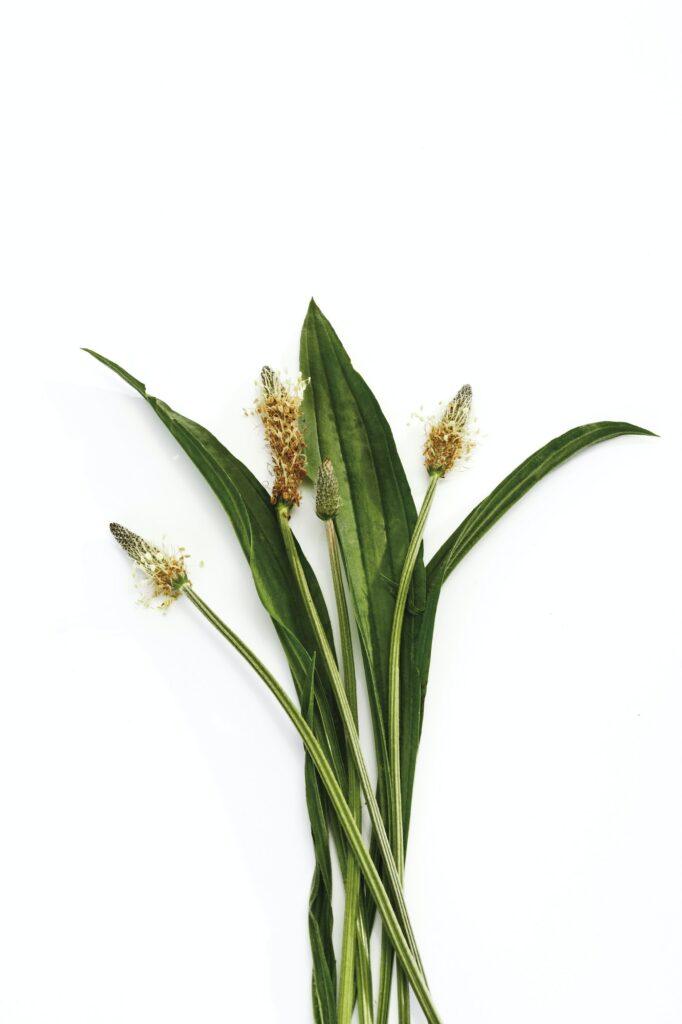 Skorocel kopijovitý - Plantago lanceolata