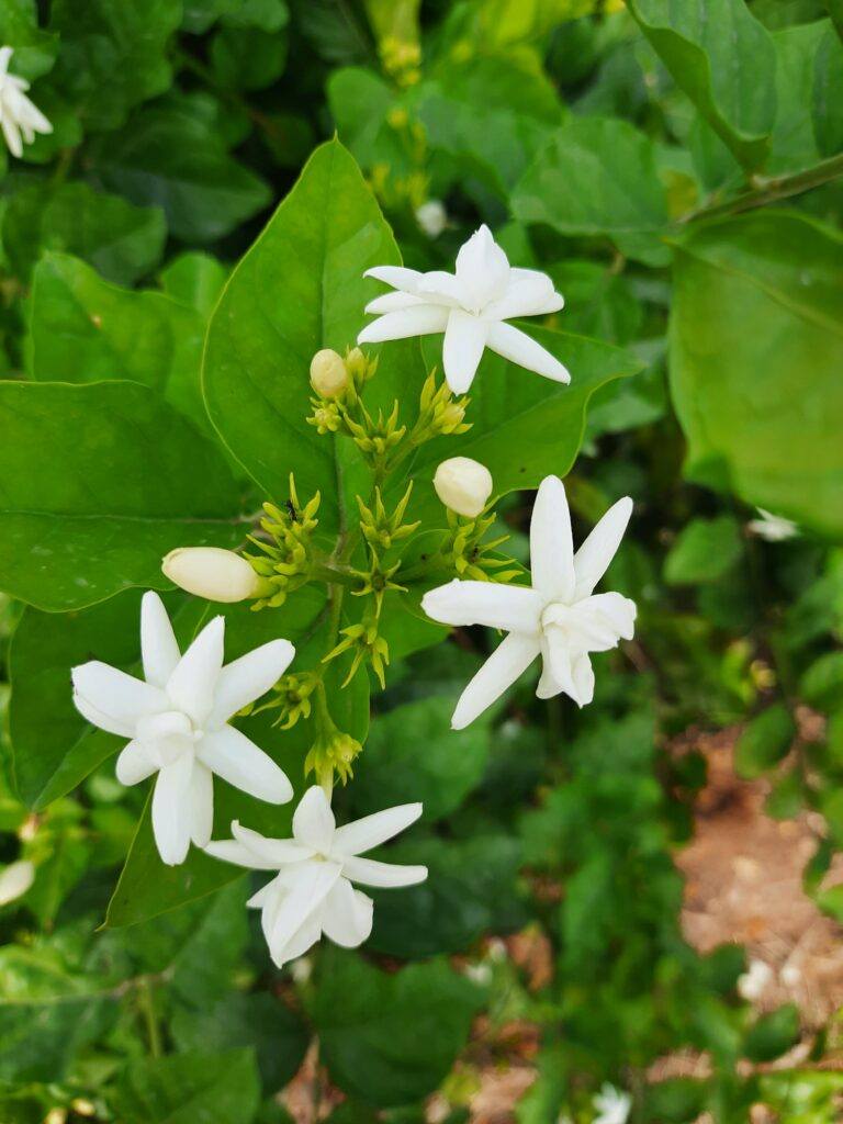 Jazmín arabský - Jasminum sambac