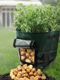 Pestovanie zemiakov vo vreciach