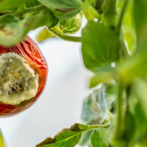 Pleseň paradajky - fytoftóra rajčiakov