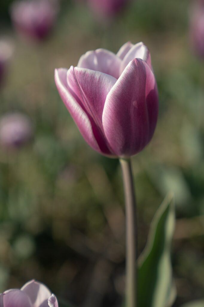 Holandsko tulipány