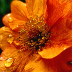 Kuklík kvet - Geum