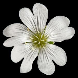 Rožec kvet - Cerastium