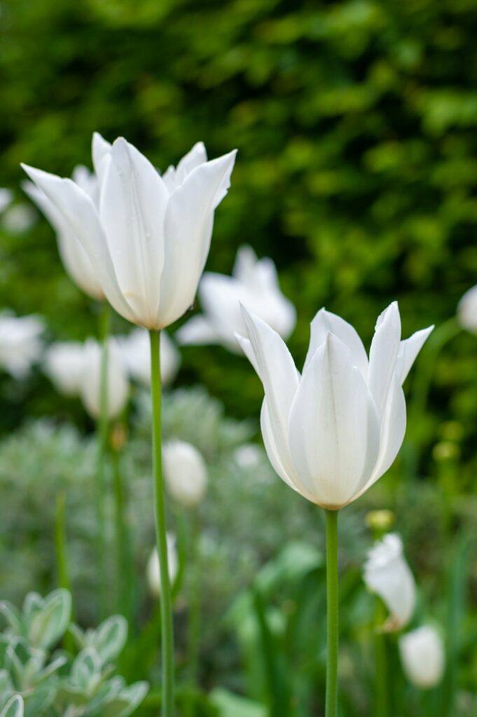 Biele tulipány