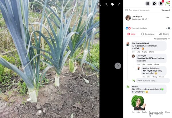 Vzrastený pór so silnými bielymi stvolmi na záhone