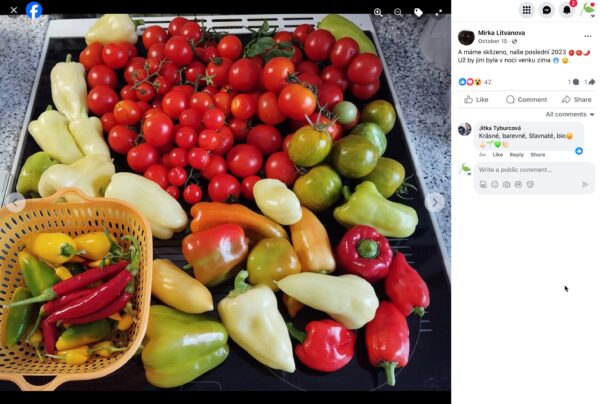 Posledná úroda sezóny: koktailové paradajky, papriky a čili papričky na plechu