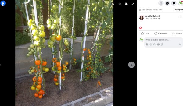 Rad vyväzovaných paradajok s bohatou násadou žltých a oranžových plodov pri múriku