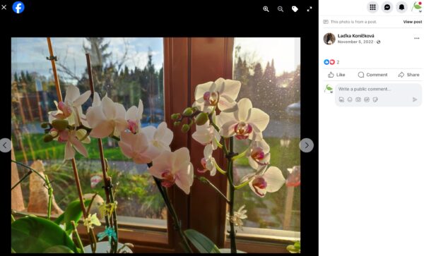 Bielo kvitnúca orchidea s dvoma kvetnými stvolmi na okennom parapete