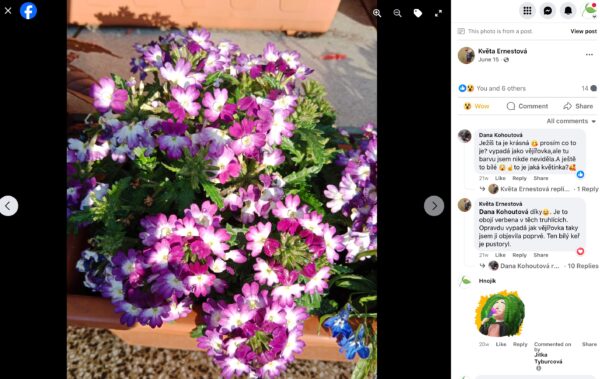 Bohato kvitnúca fialovobiela verbena v terakotovom truhlíku