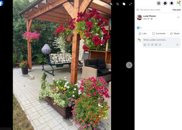 Drevená pergola s posedením obrastená červenými muškátmi a truhlíkom letničiek