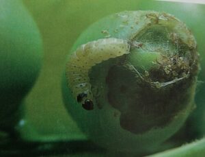 Obaľovač hrachový - Cydia nigricana, syn. Cydia rusticella