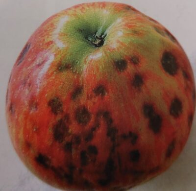 Horká škvrnitosť jabĺk - pehovitosť jabĺk