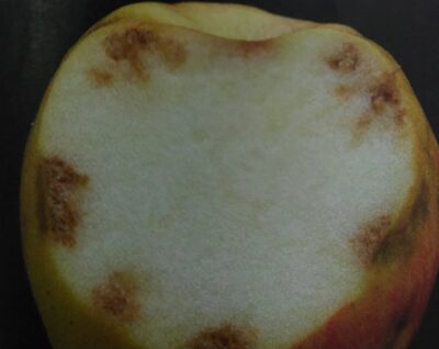 Horká škvrnitosť jabĺk u plodov