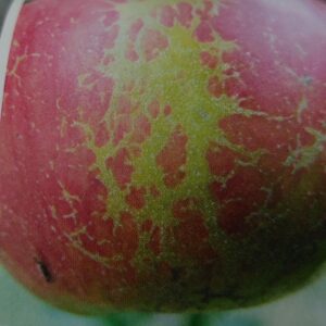 Choroby jabloní - múčnatka