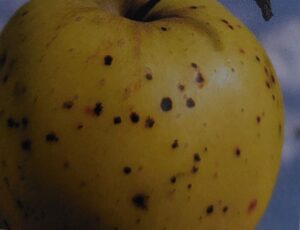 Chrastavivosť jablone a hrušky