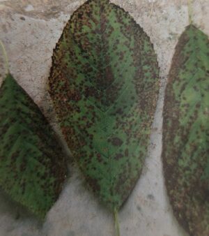 Škvrnitosť listov čerešne - Blumeriella jaapii