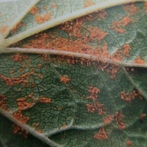 Mechúrnatka vejmutková ríbezle - Cronartium ribicola