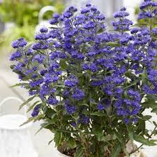 Bradavec klandonský Grand Bleu - Caryopteris × clandonensis Grand Bleu