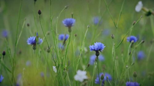 Nevädza modrá alebo nevädza poľná - Centaurea cyanus