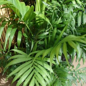 Chamedorea (Chamaedorea elegans)​