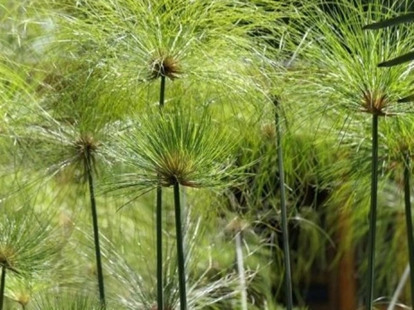 šáchor papyrusový (Cyperus papyrus)