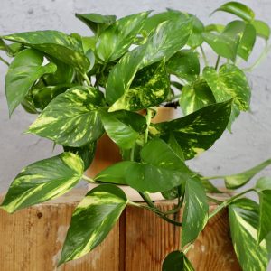 Potosovec zlatý (Epipremnum aureum) vo svetlom kvetináči so žltozeleno panašovanými lesklými listami