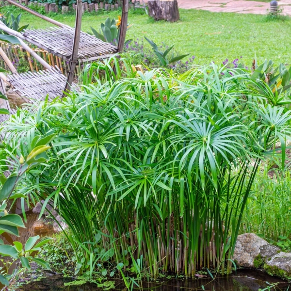 Šáchor (Cyperus)